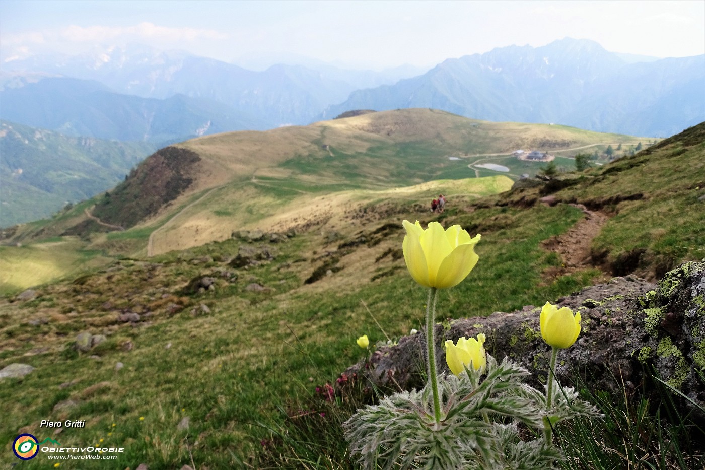 94  Pulsatilla alpina sulfurea.JPG